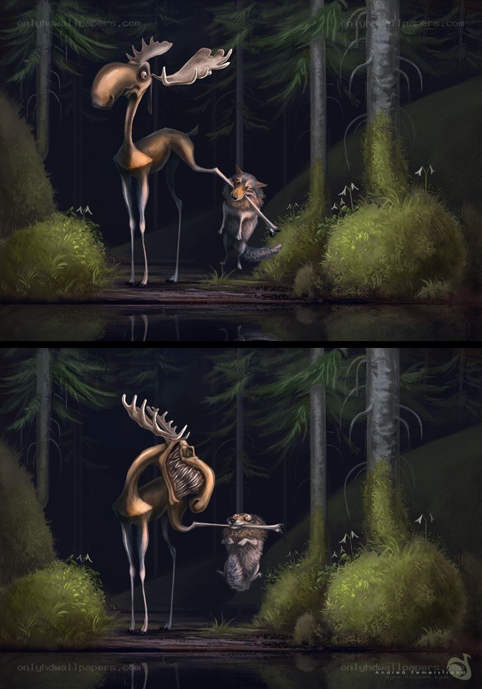 Moose and wolf encounter