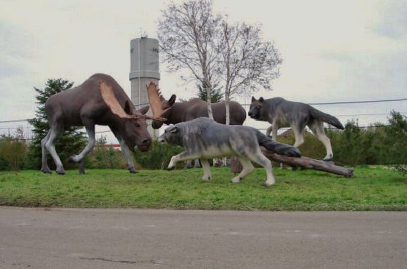 Moose and Wolves