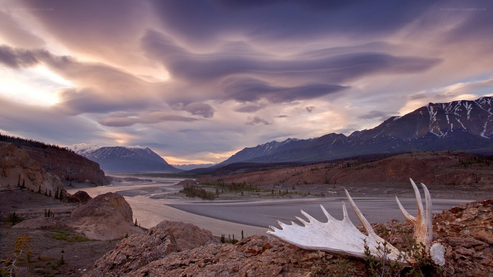 Moose antlers on a mountain river