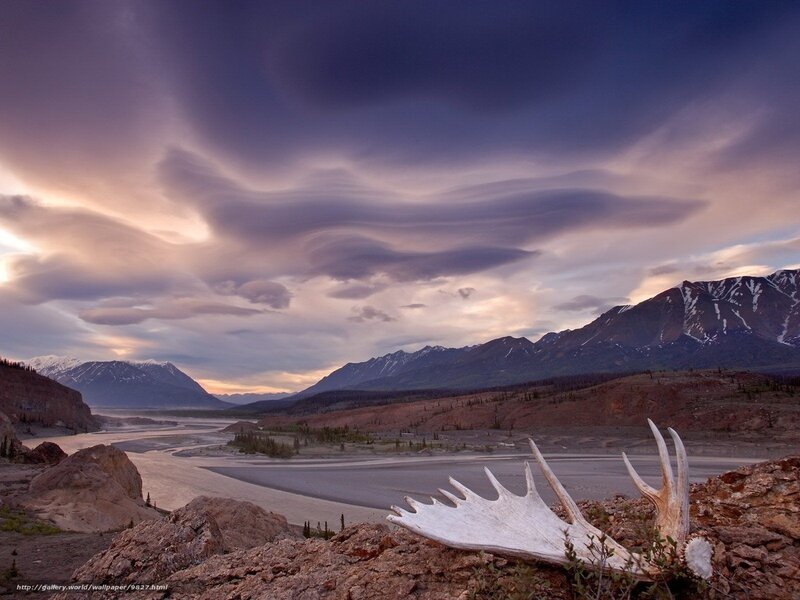 Moose antlers on mountain landscape