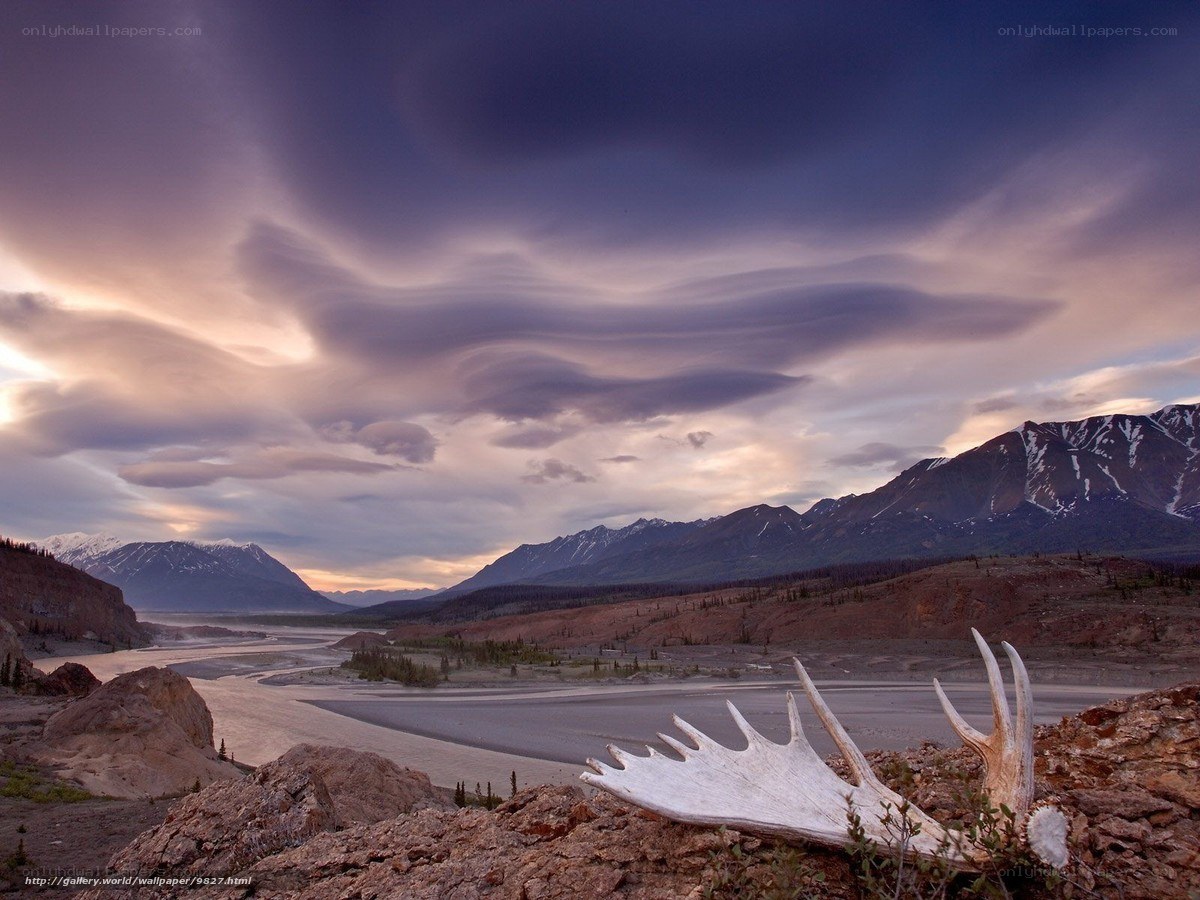 Moose antlers on mountain landscape