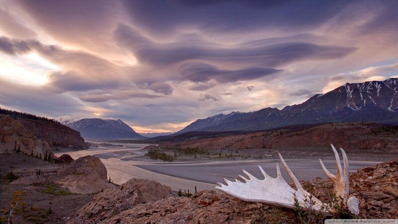 Moose Antlers on Rocks