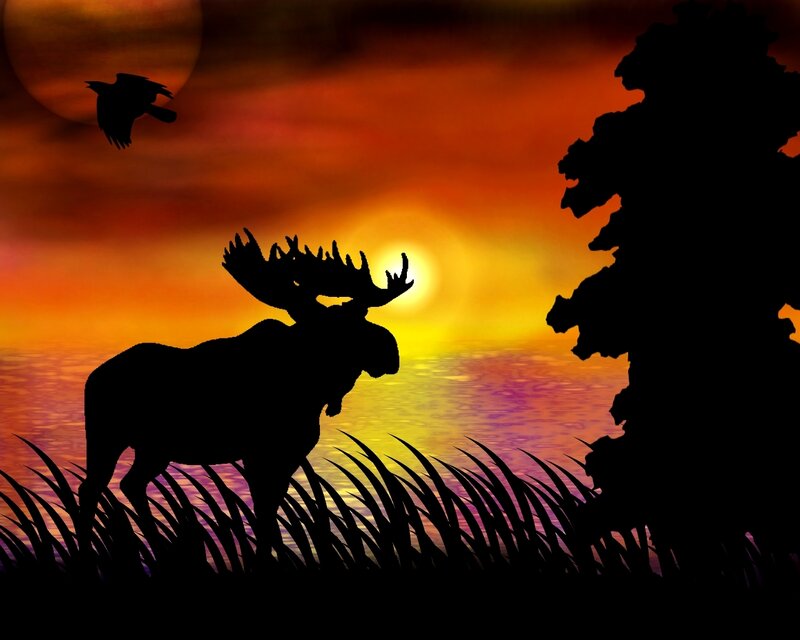 Moose at sunset silhouette