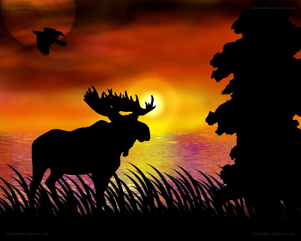 Moose at sunset silhouette