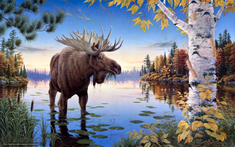 Moose by a lakeside