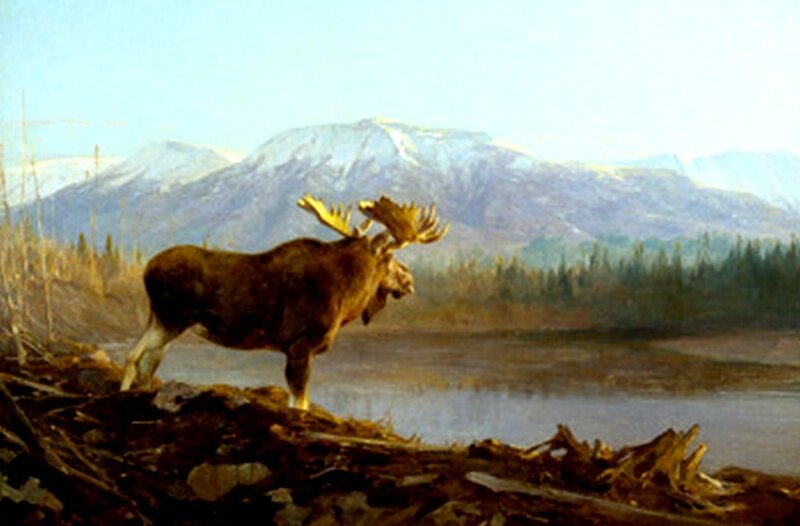 Moose by a river