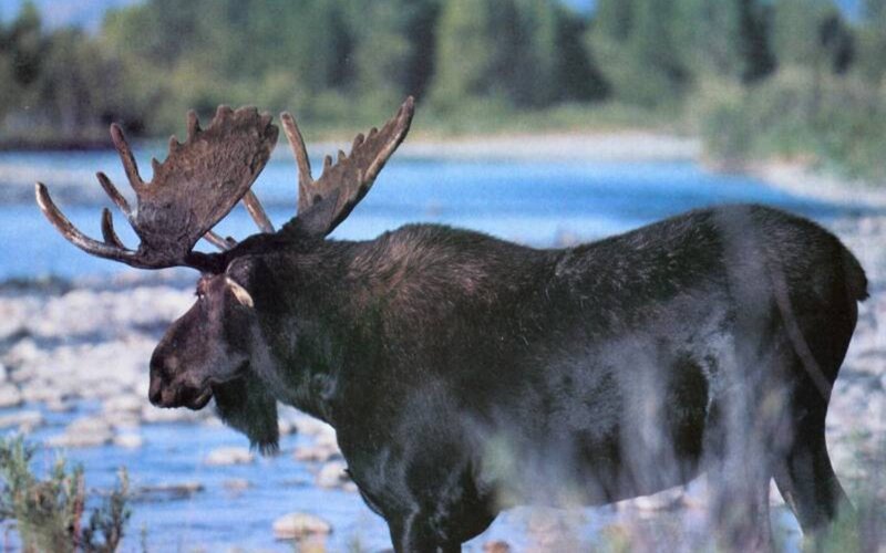 Moose by River