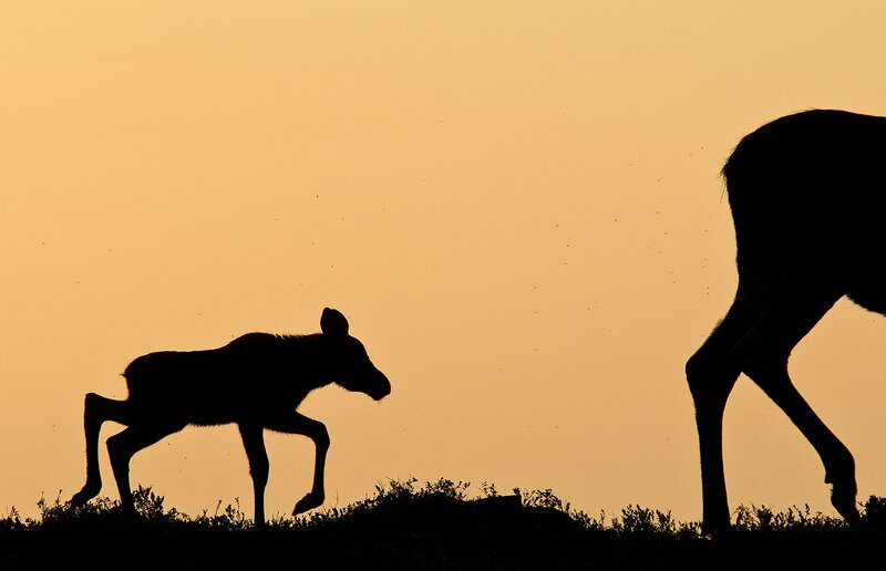 Moose Calf and Adult