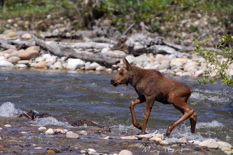 Moose calf crossing a river