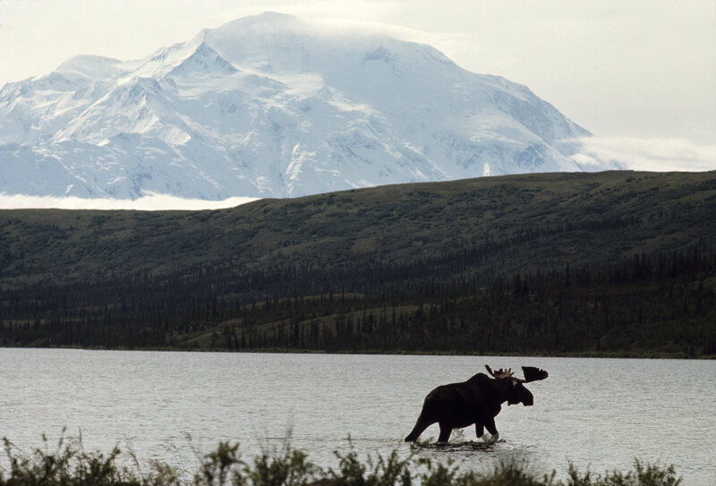 Moose crossing a lake with mountain