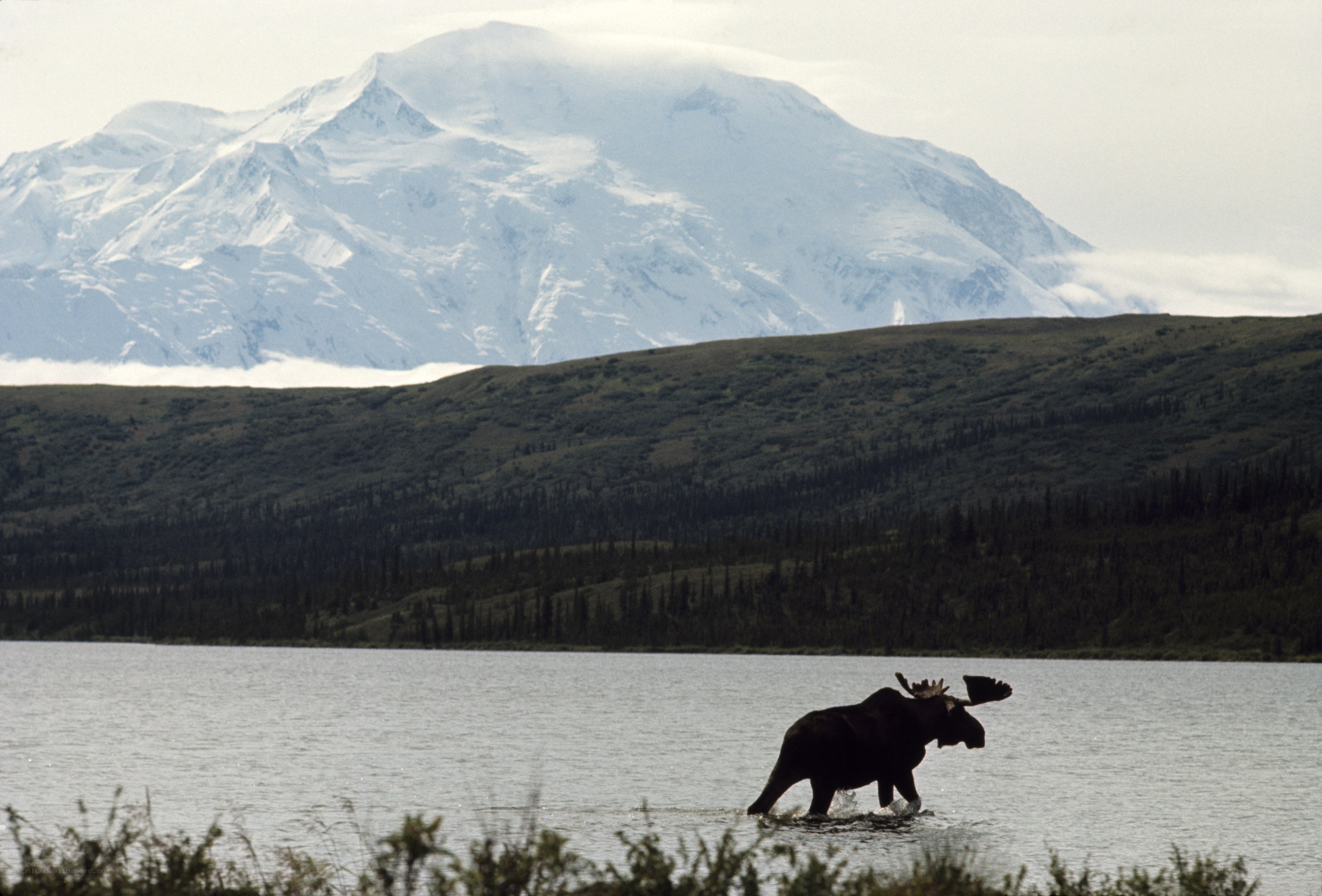 Moose crossing a lake with mountain