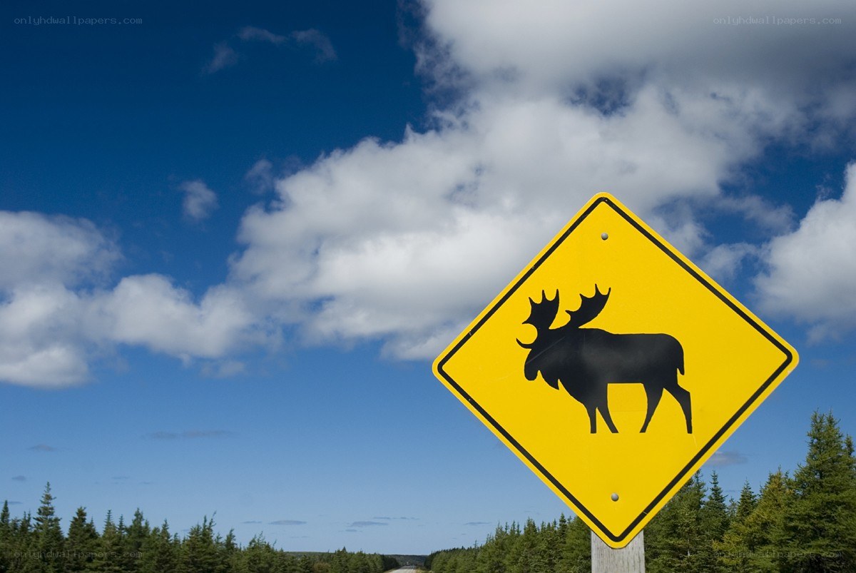 Moose crossing sign