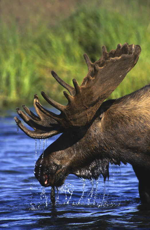 Moose drinking from a lake