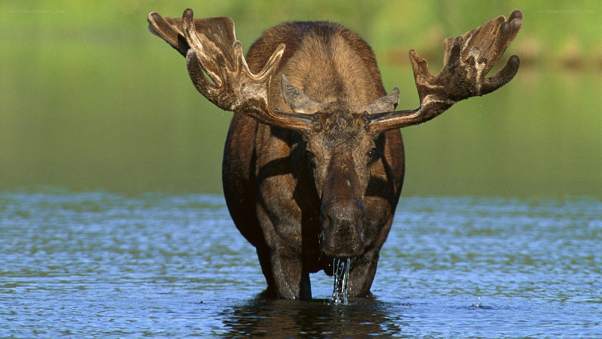 Moose drinking from a lake