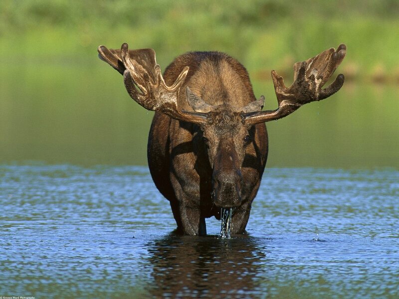 Moose drinking from a lake