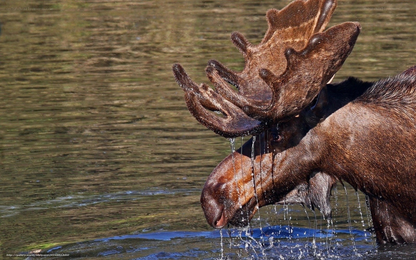 Moose drinking from a lake