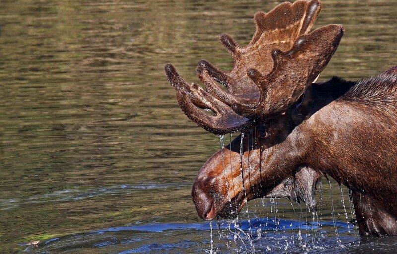 Moose drinking from a river
