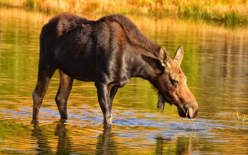 Moose Drinking Water — Brown, Serene