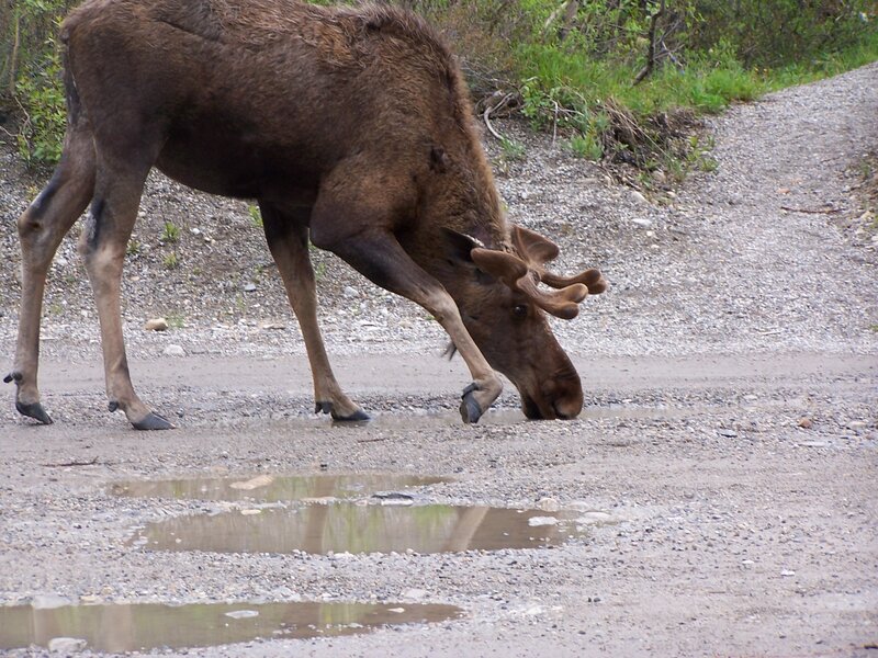Moose Drinking Water — Brown