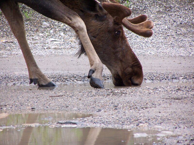Moose Drinking Water