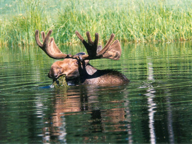 Moose eating aquatic plants