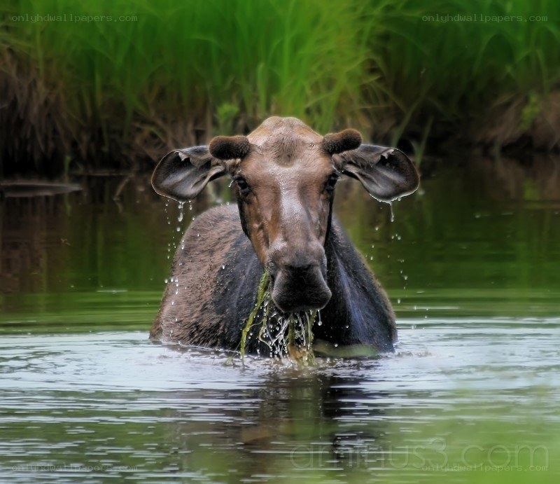 Moose eating aquatic plants