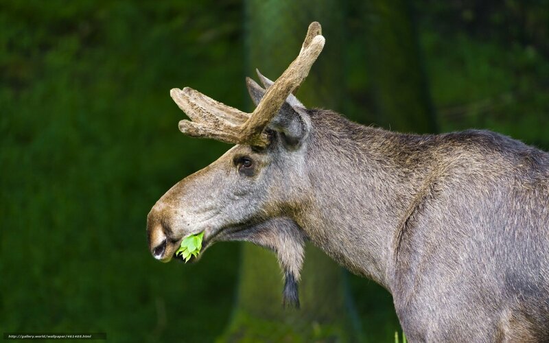 Moose Eating Leaf — Green