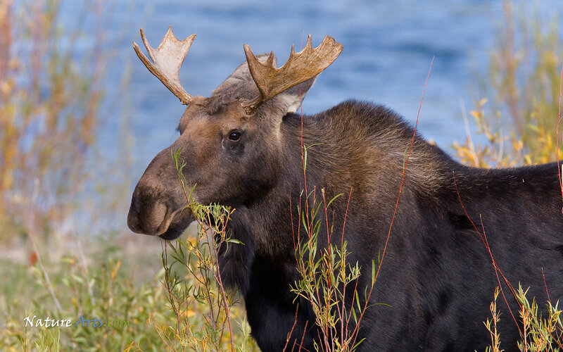 Moose Eating Plants