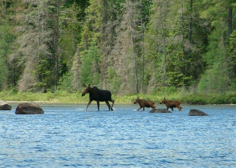Moose family crossing a river