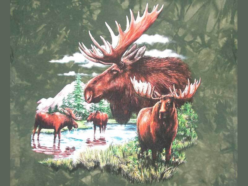 Moose family in forest