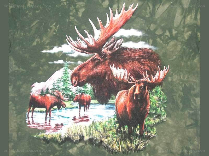 Moose family in forest