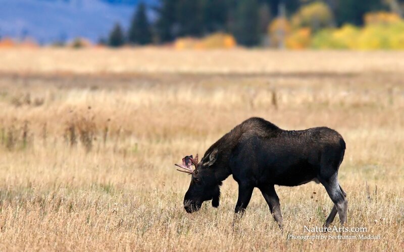 Moose grazing in a field