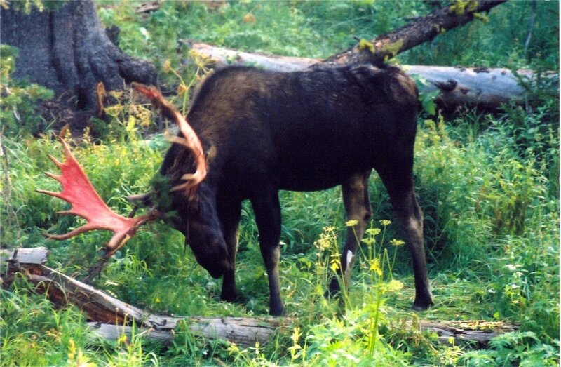 Moose grazing in forest