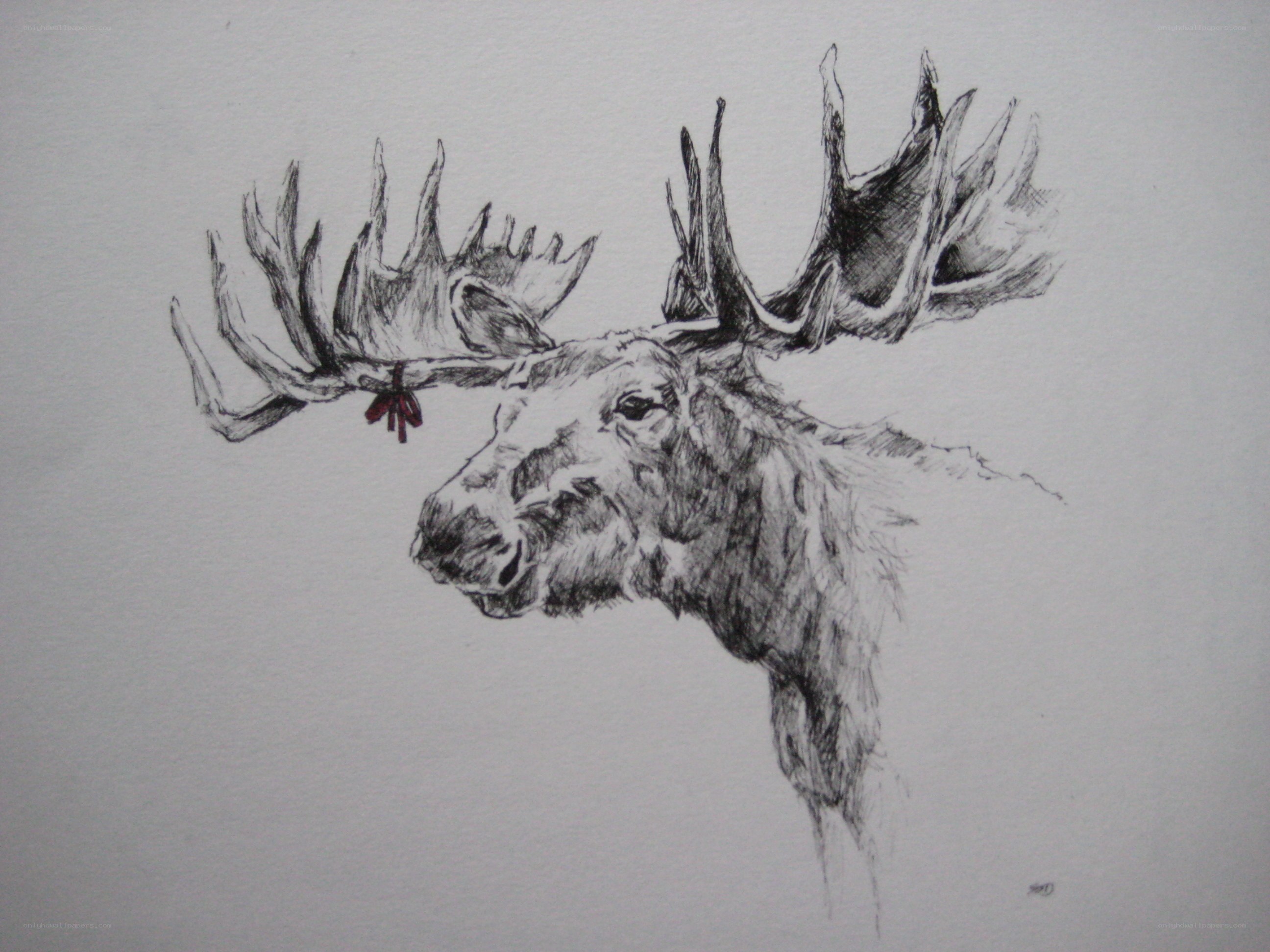 moose head sketch
