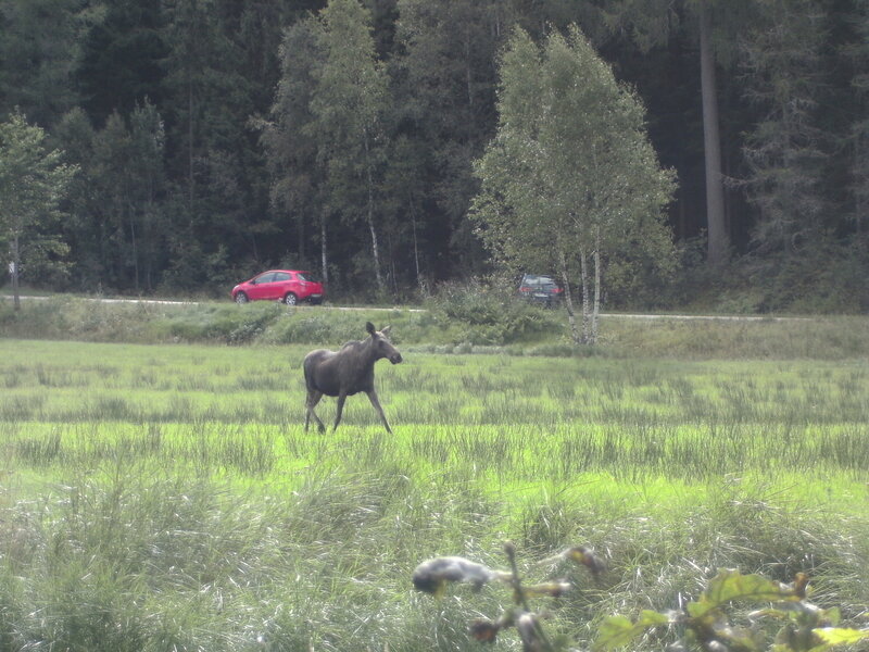 Moose in a Field — Green