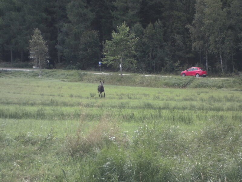 Moose in a Field