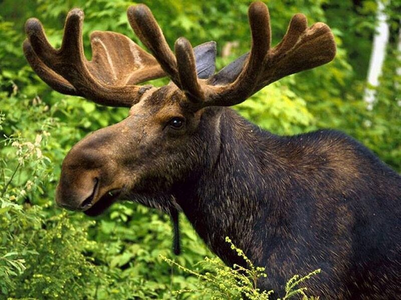 Moose in a forest