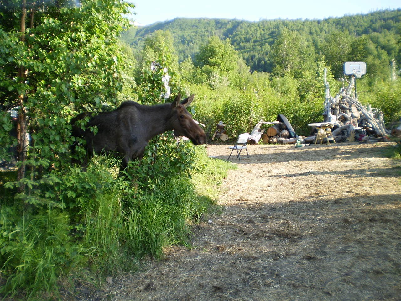 Moose in a forest clearing