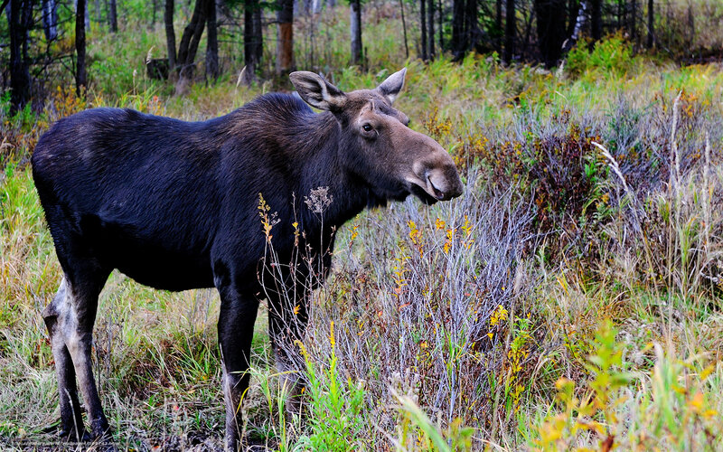 Moose in a forest clearing
