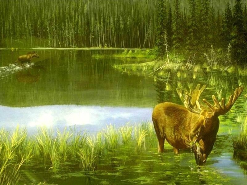 Moose in a forest pond