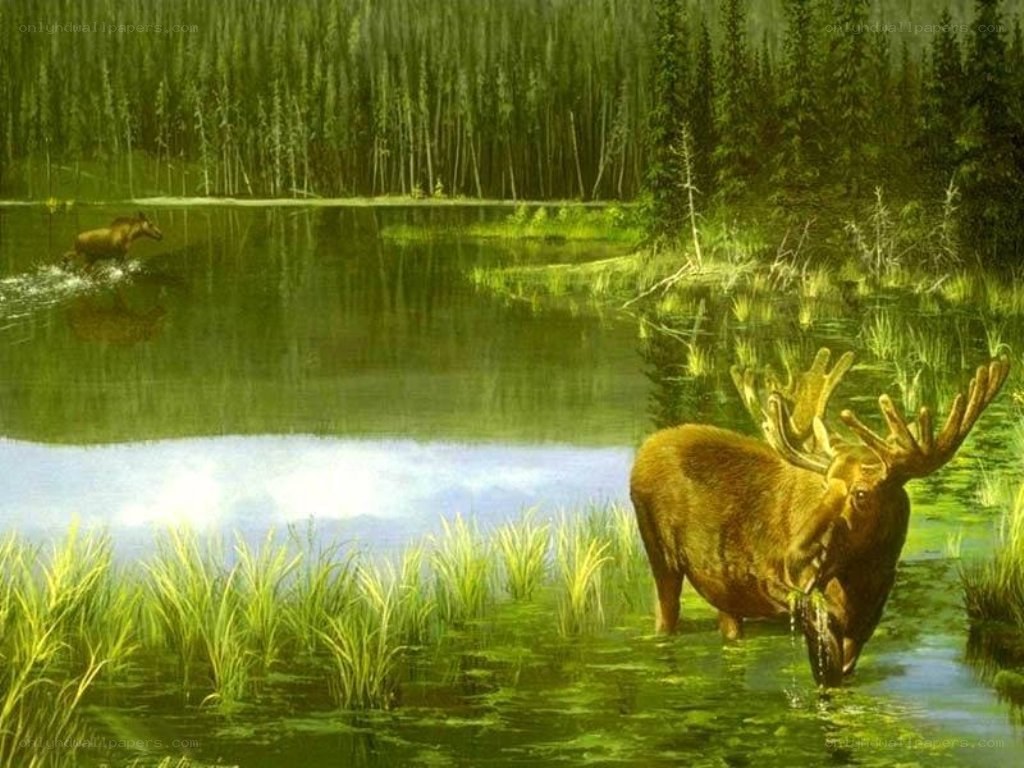 Moose in a forest pond
