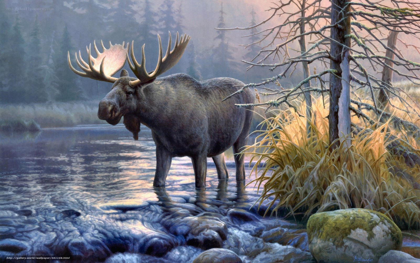 Moose in a forest stream