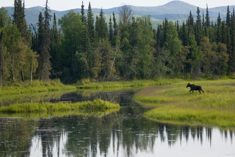 Moose in a forest wetland