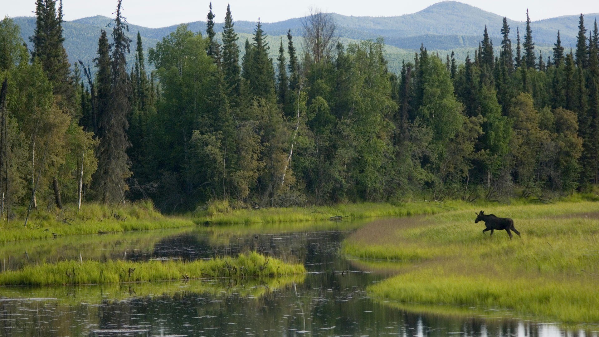 Moose in a forest wetland