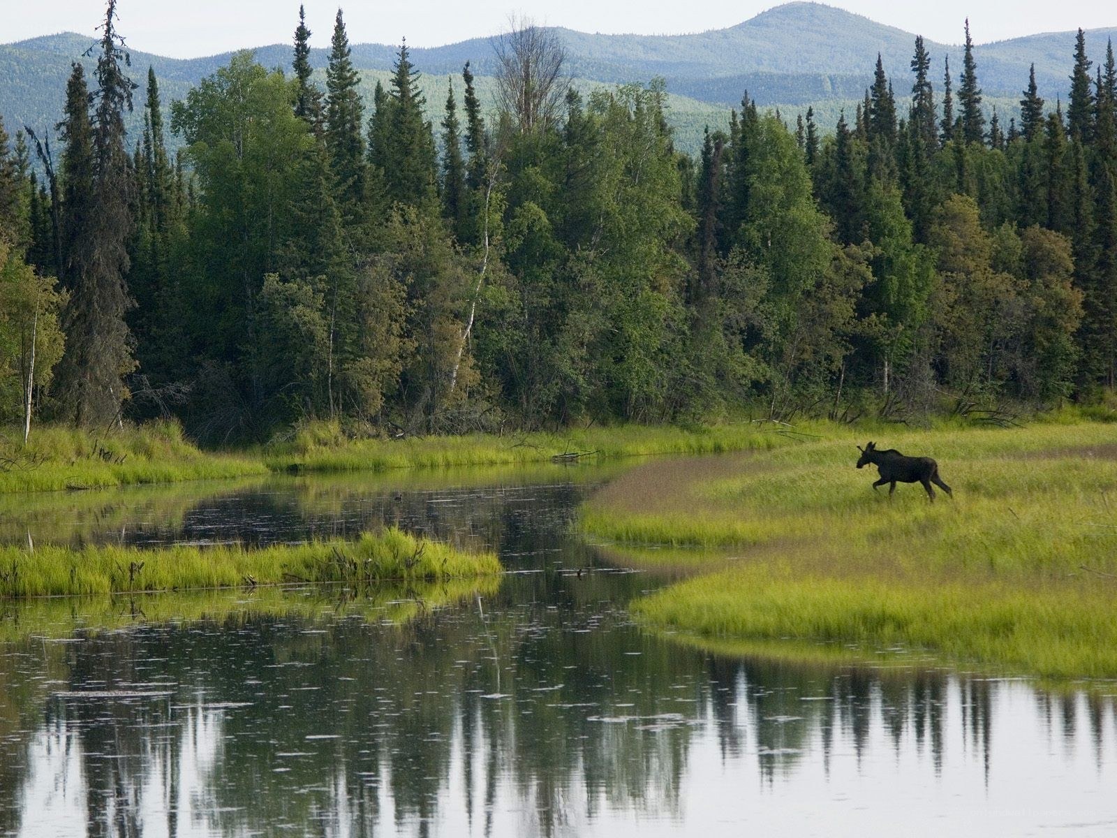 Moose in a forest wetland
