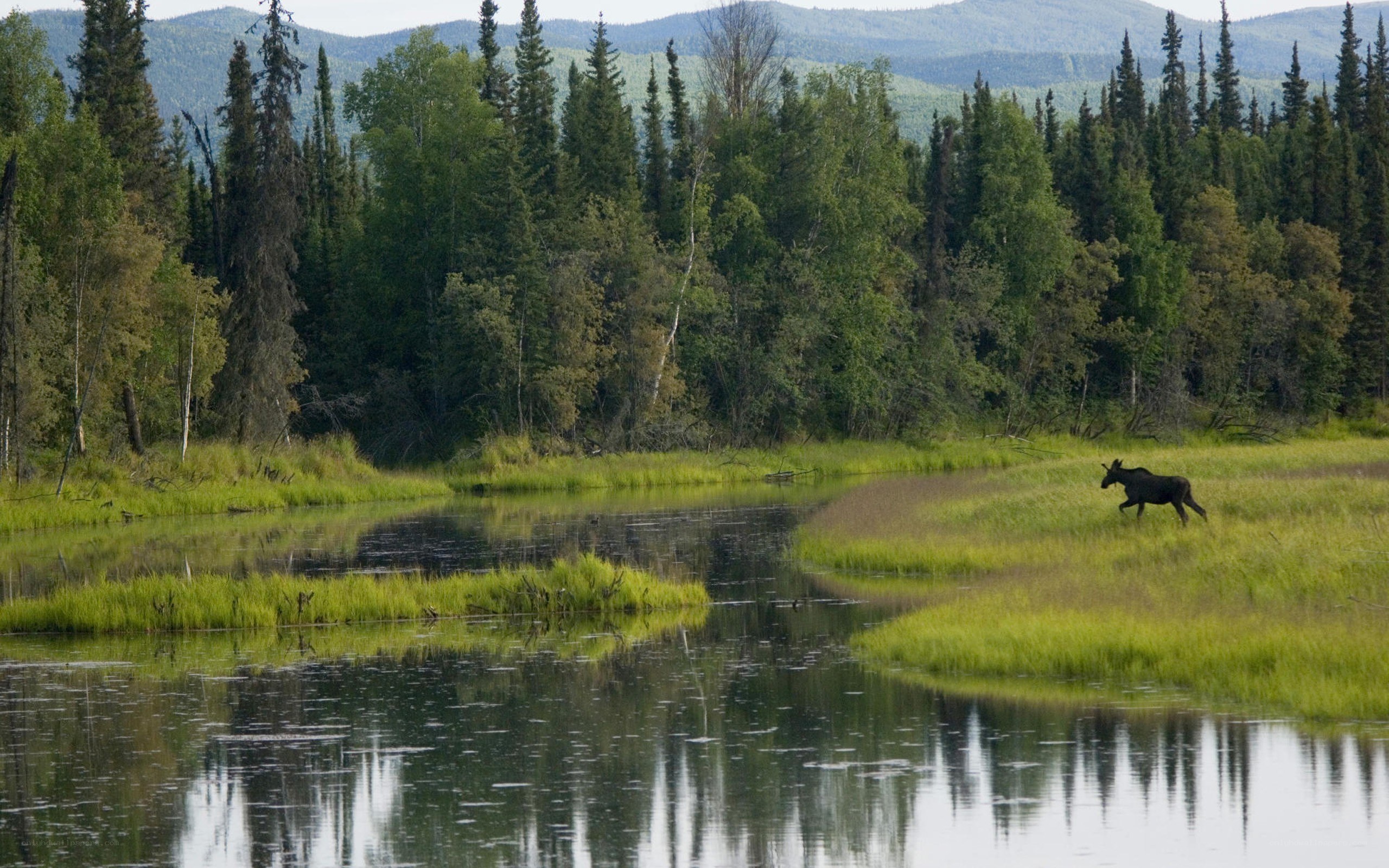 Moose in a forest wetland