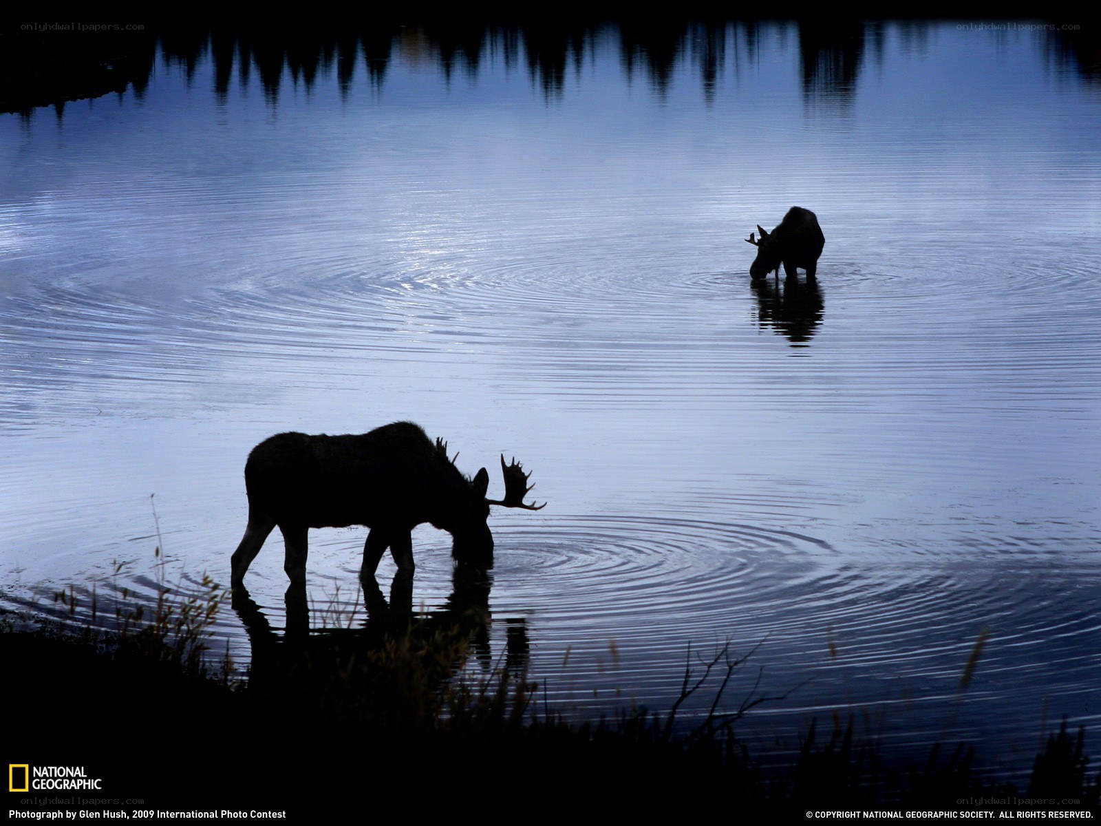 Moose in a lake at dusk