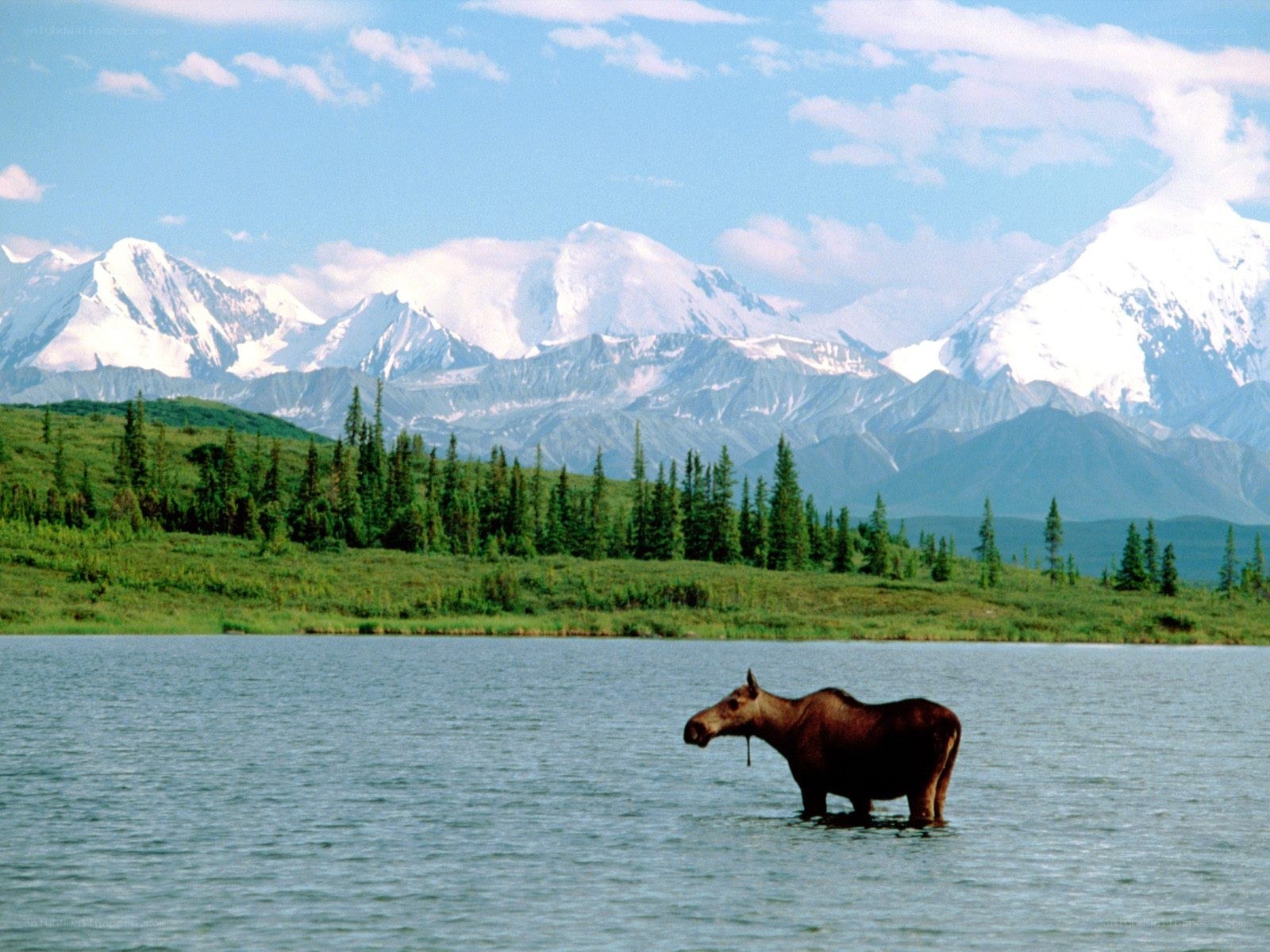 Moose in a lake with mountains