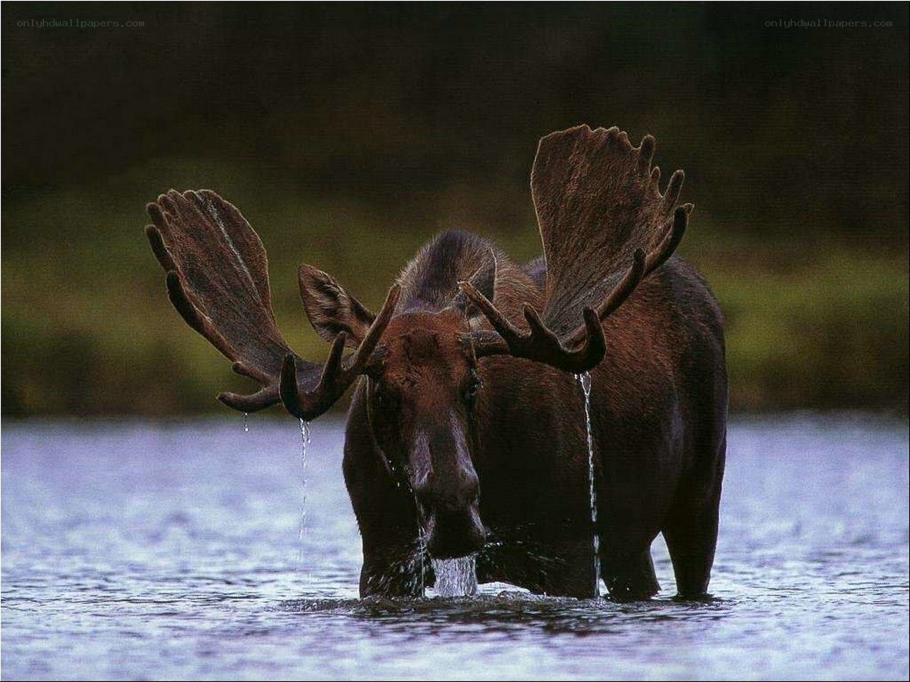 Moose in a lake