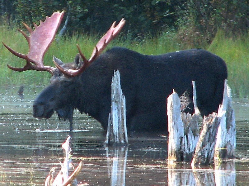 Moose in a marsh